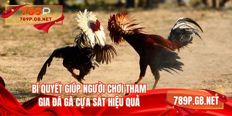 Bí quyết giúp người chơi tham gia đá gà cựa sắt hiệu quả